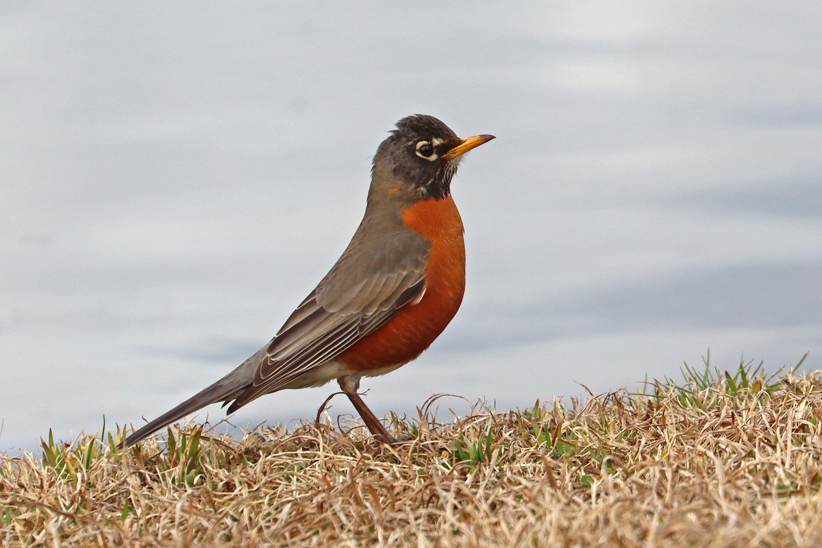 American Robin - ML631908992