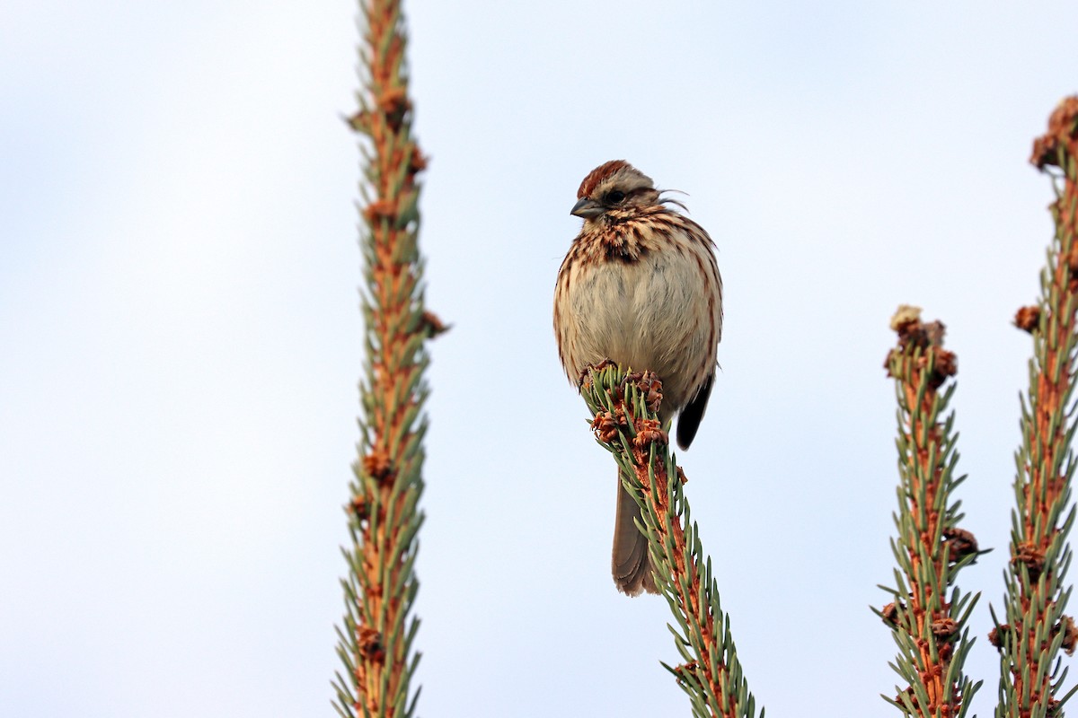 Song Sparrow - ML631908996