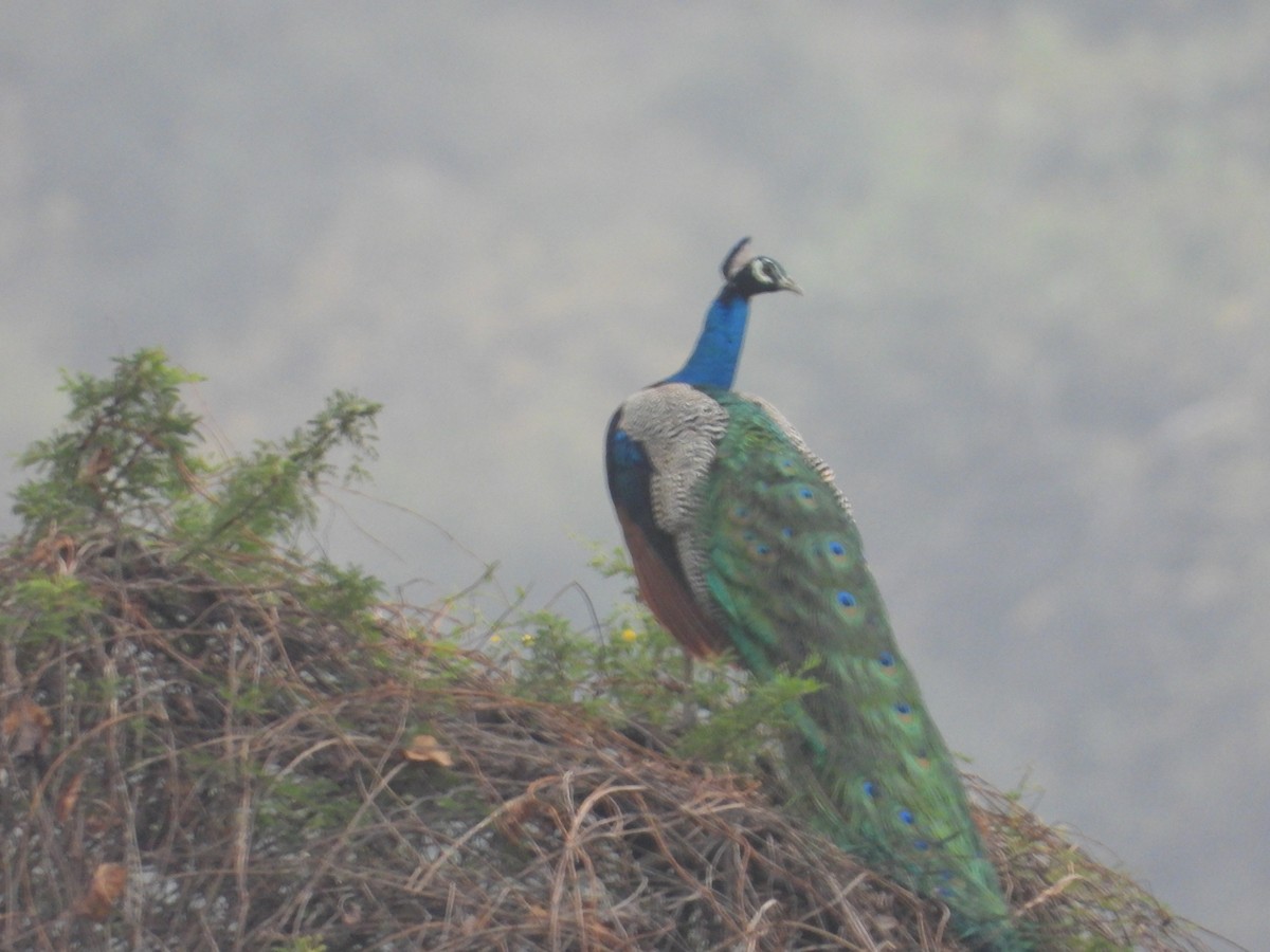 Indian Peafowl - ML631909107