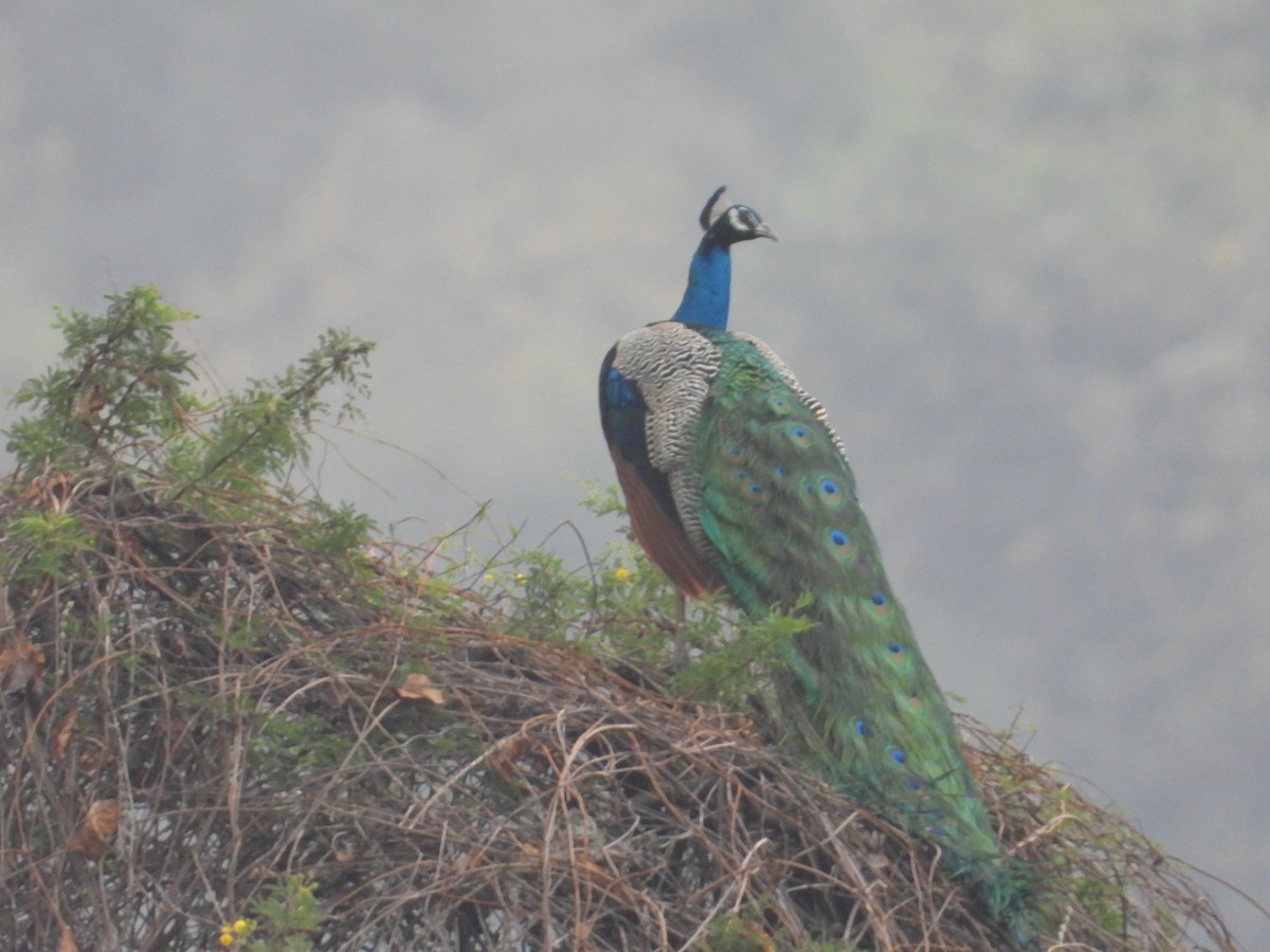 Indian Peafowl - ML631909108