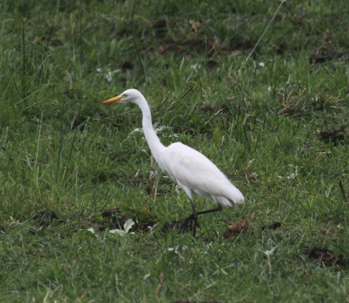 Yellow-billed Egret - ML631909110