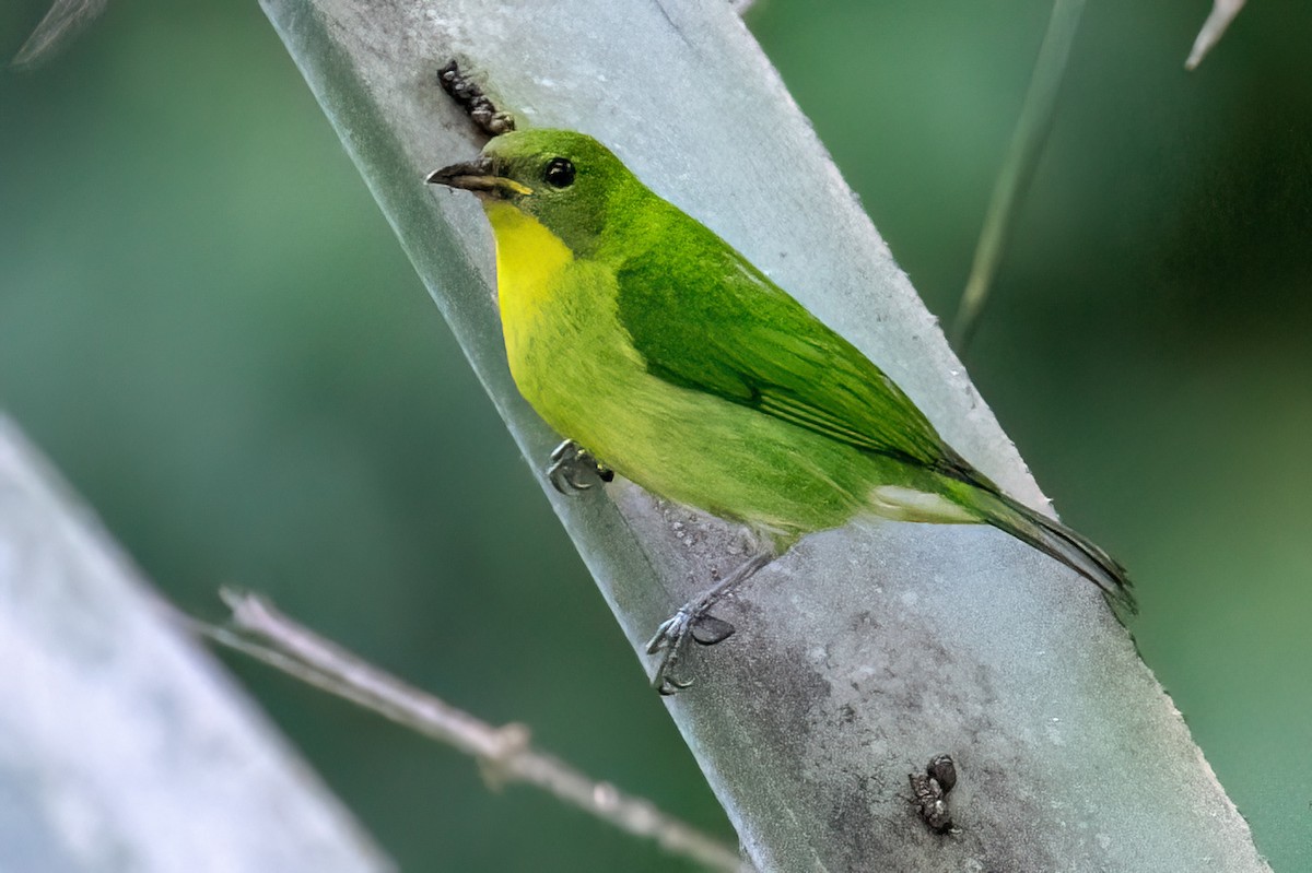Green Honeycreeper - ML631909130