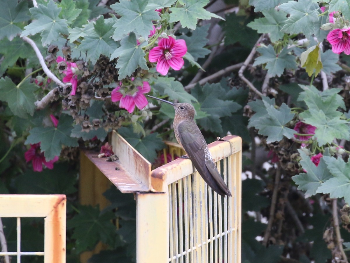 Giant Hummingbird - ML631909141