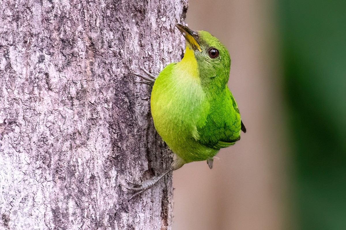 Green Honeycreeper - ML631909240