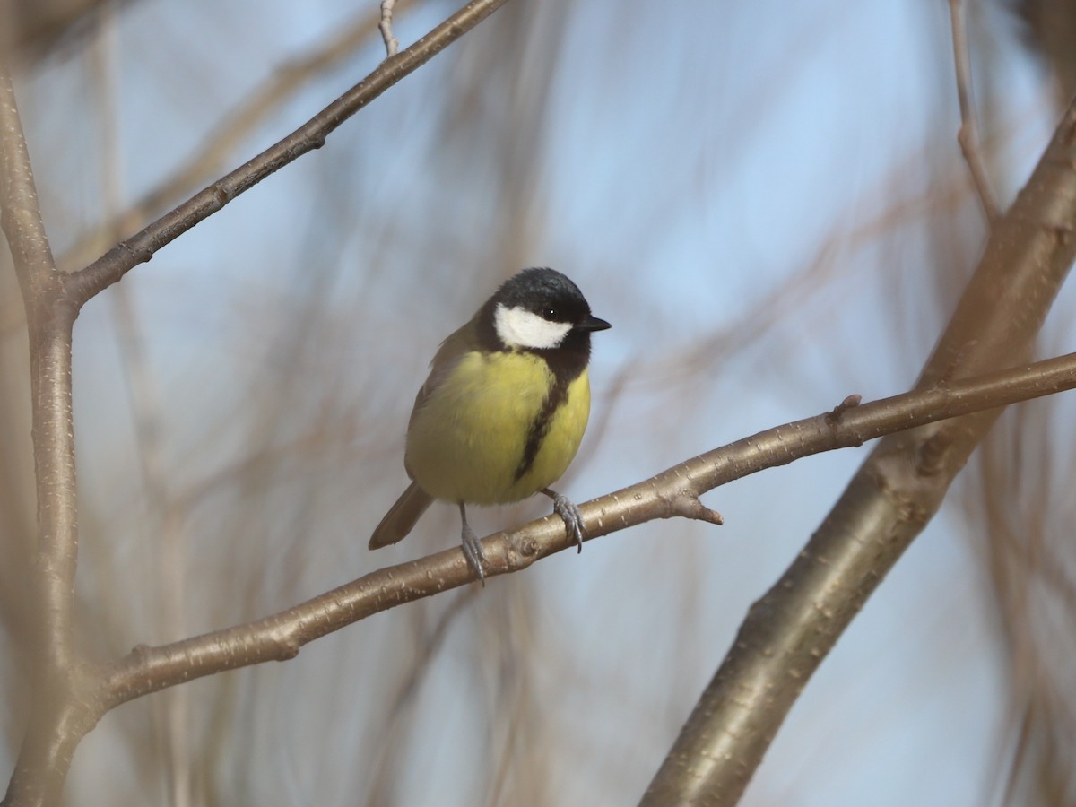 Great Tit - ML631909272