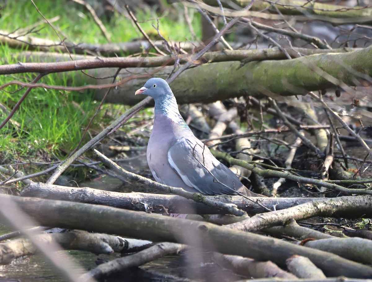 Common Wood-Pigeon - ML631909277