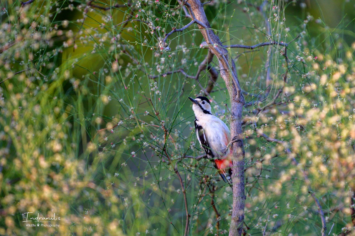 Sind Woodpecker - ML631909290