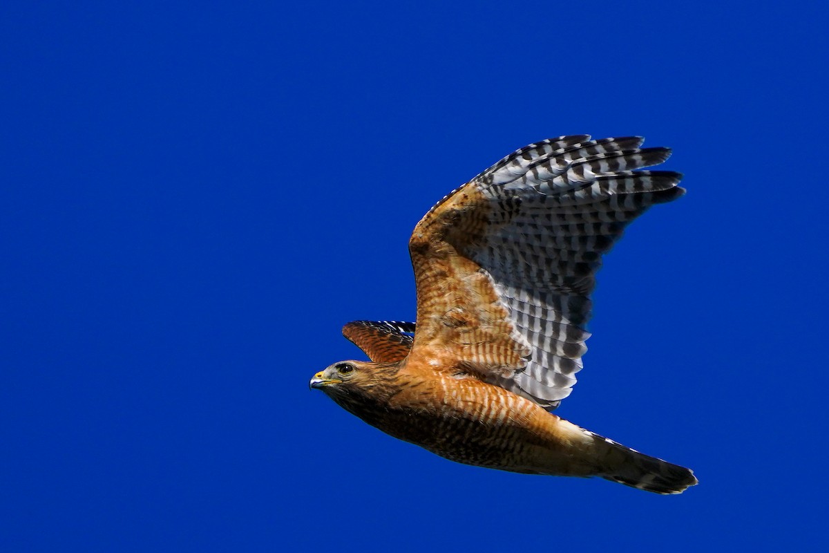 Red-shouldered Hawk - TJ Byrd
