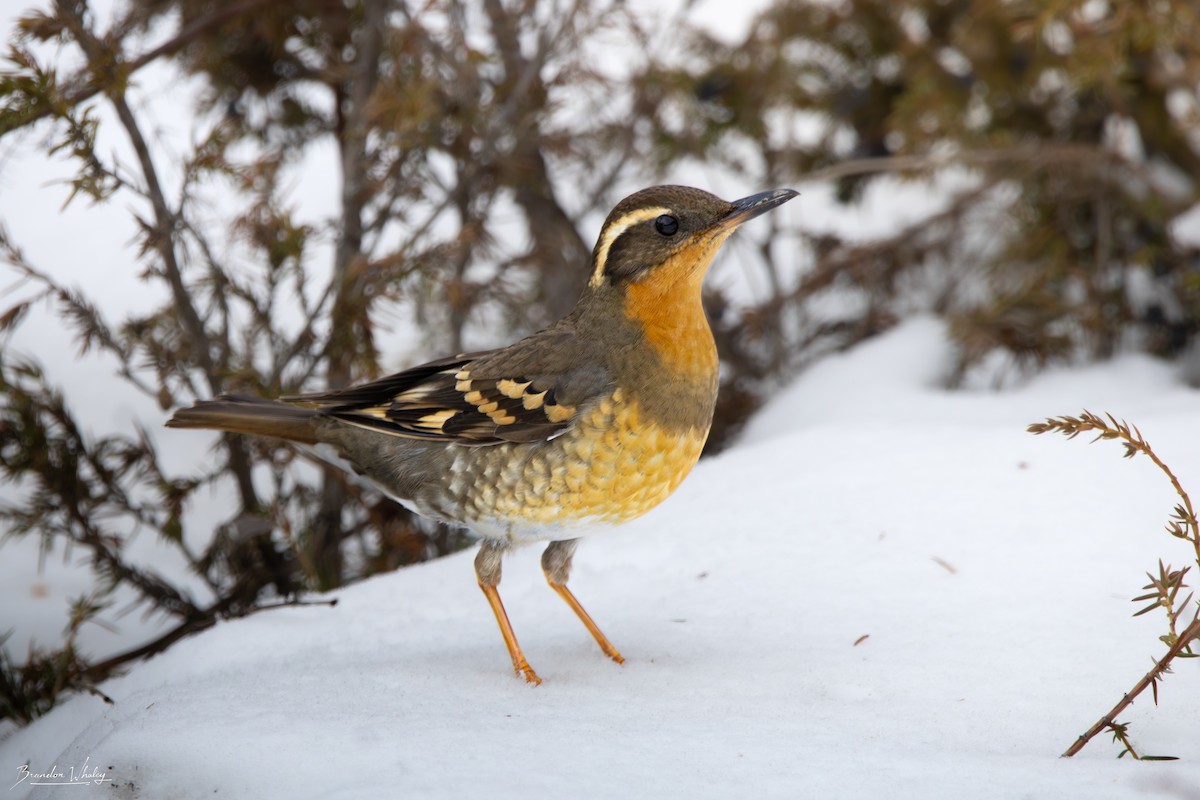 Varied Thrush - ML631909580