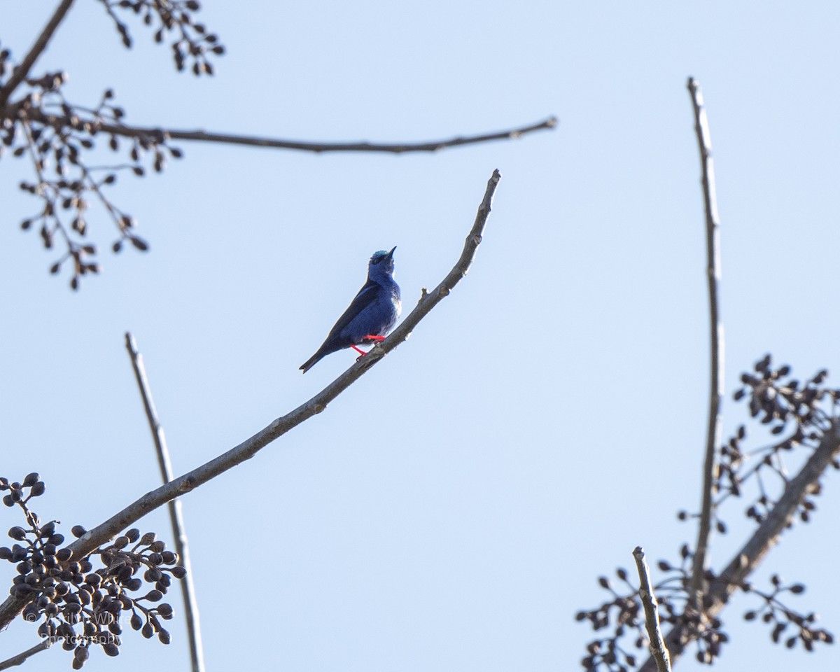 Red-legged Honeycreeper - ML631909596