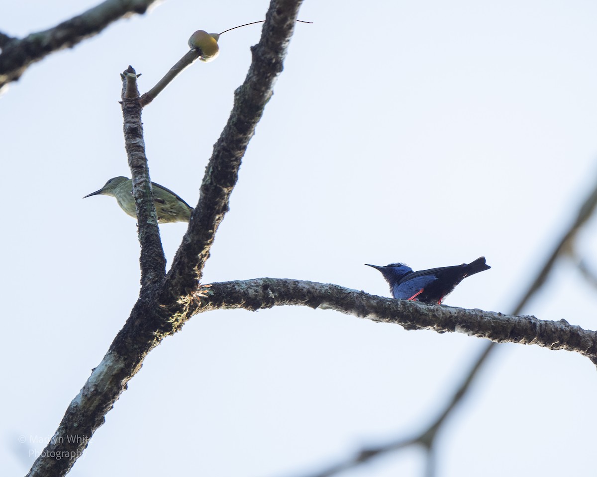 Red-legged Honeycreeper - ML631909624