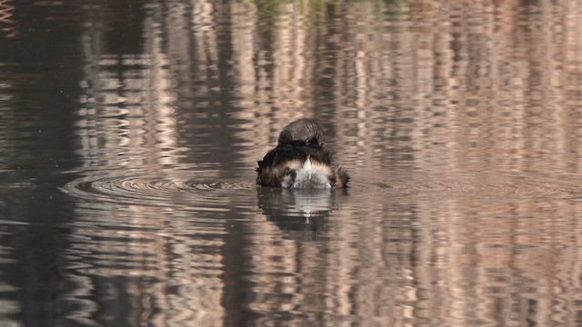 Pied-billed Grebe - ML631909641