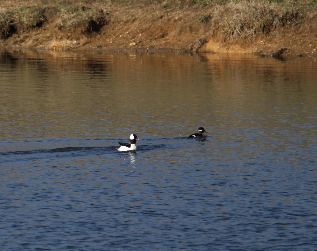 Bufflehead - ML631909671
