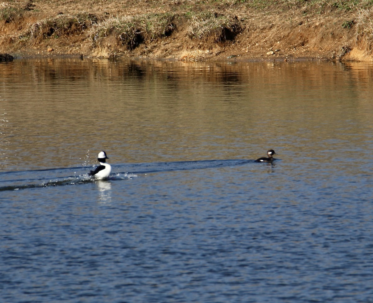 Bufflehead - ML631909672