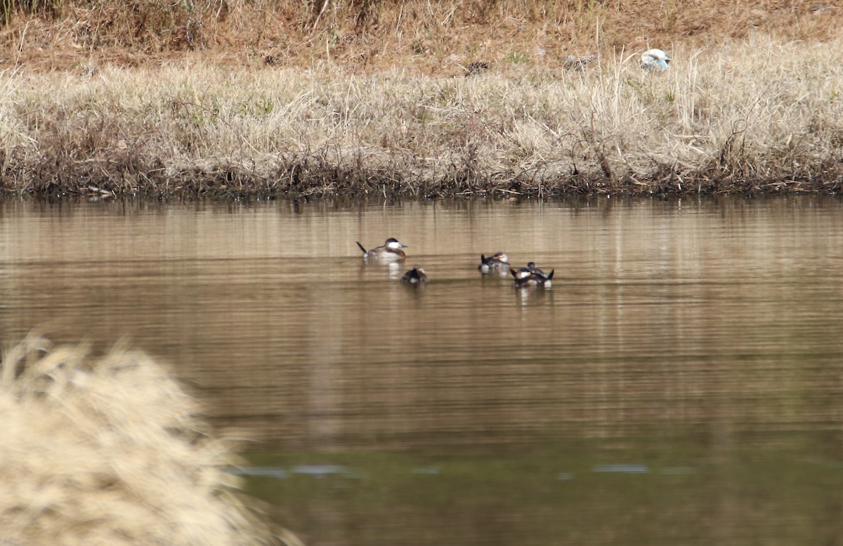 Ruddy Duck - ML631909717