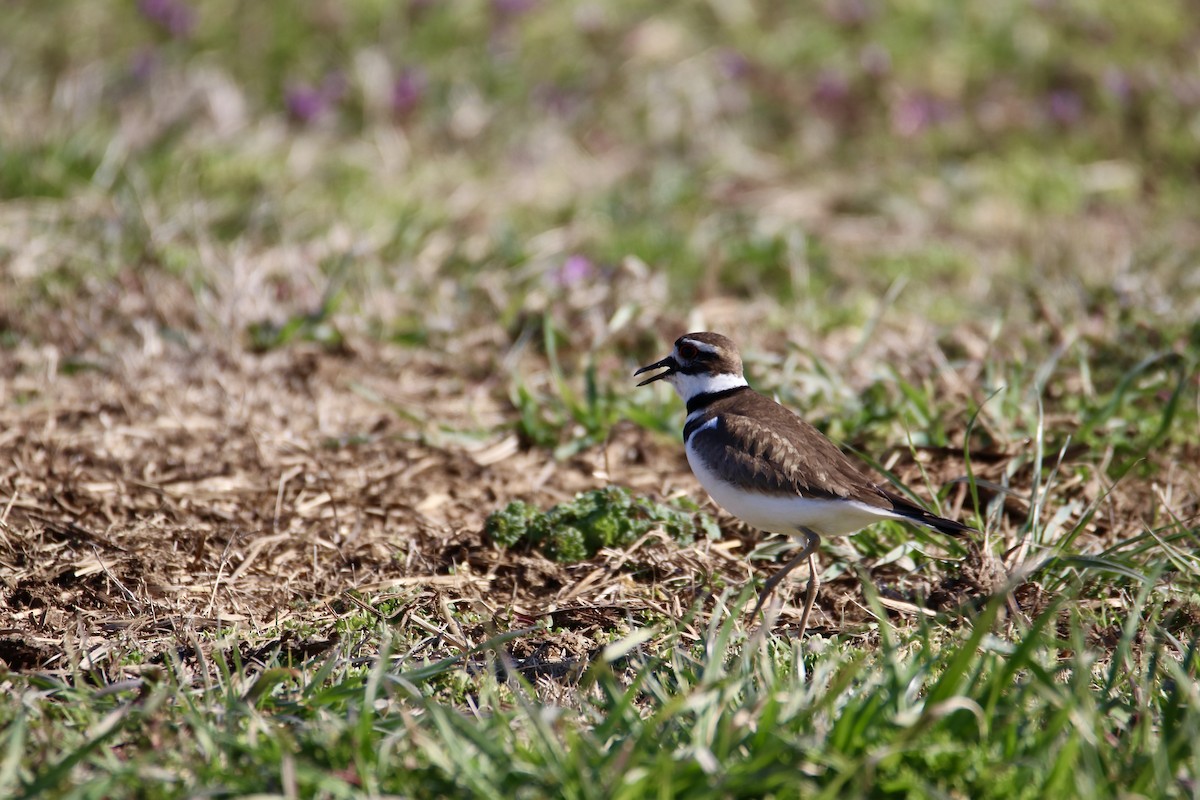 Killdeer - ML631909735