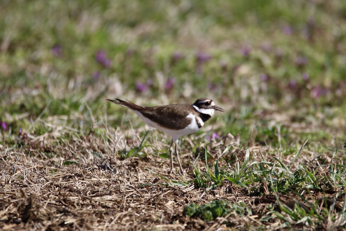 Killdeer - ML631909736