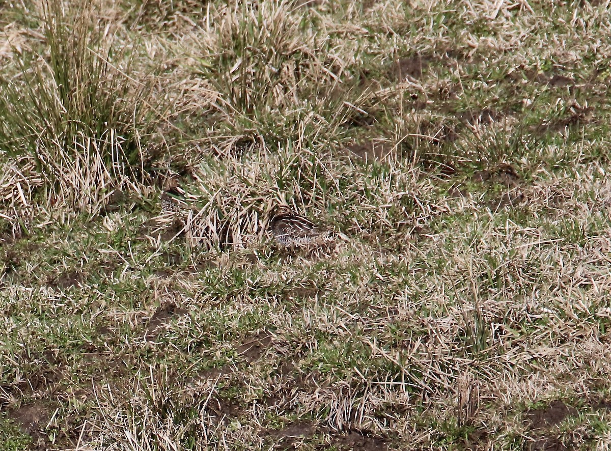 Wilson's Snipe - ML631909878