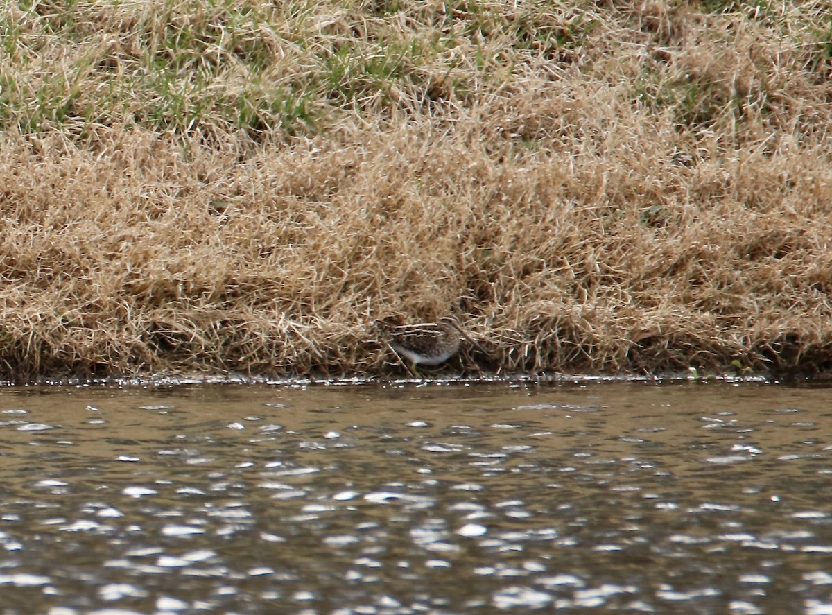 Wilson's Snipe - ML631909879