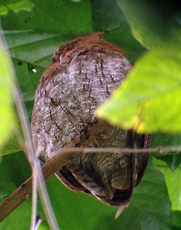 Middle American Screech-Owl (Middle American) - ML631909899
