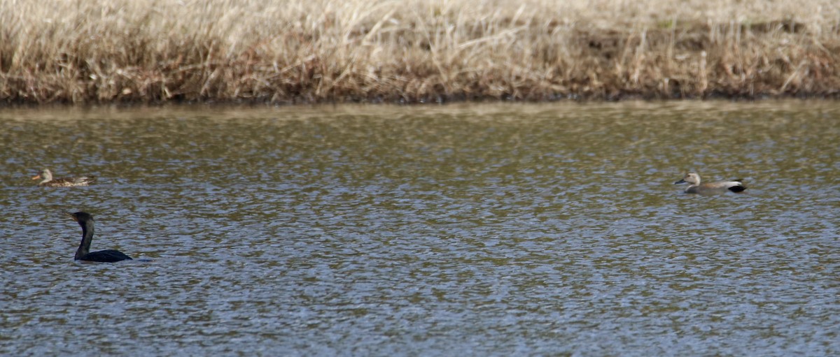 Double-crested Cormorant - ML631909933