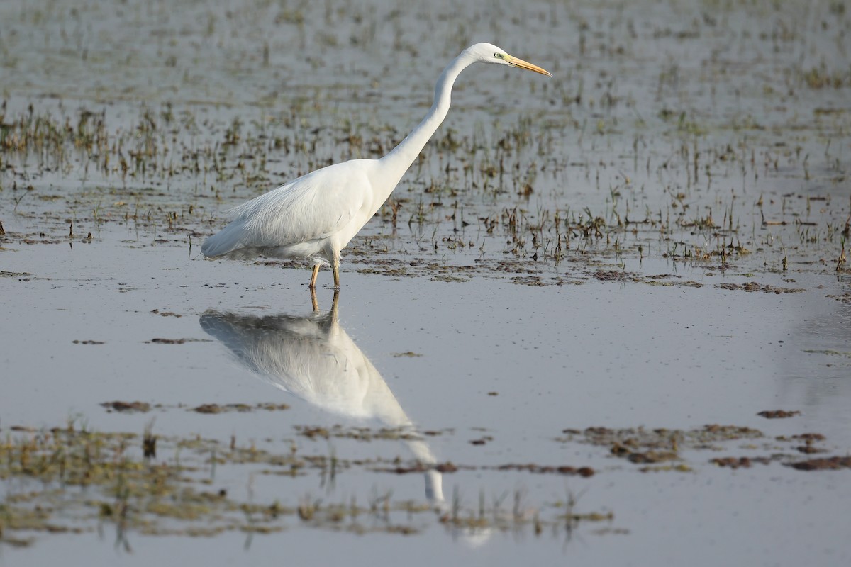 Great Egret - ML631909934