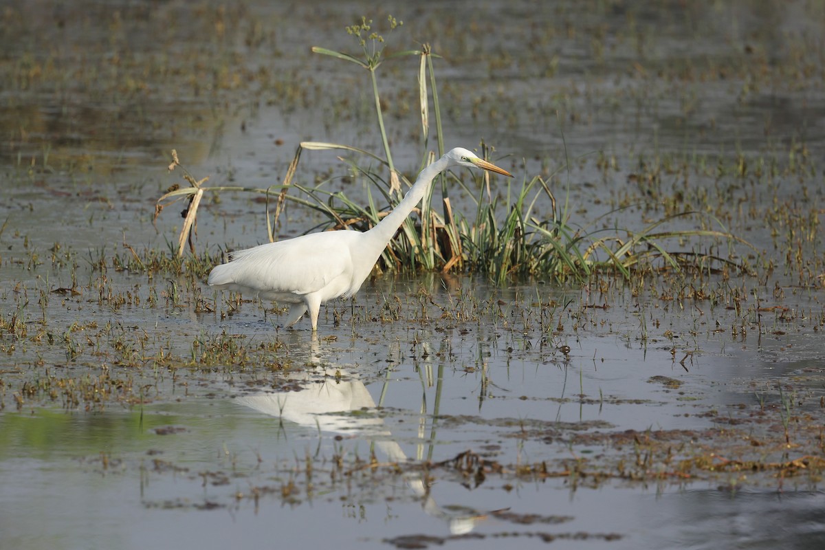Great Egret - ML631909935