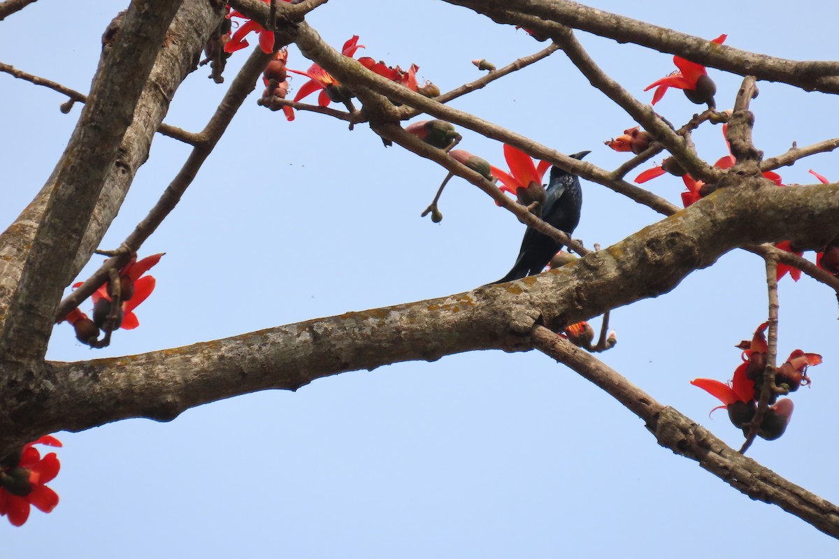 Hair-crested Drongo - ML631909965