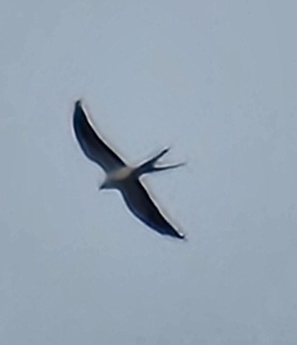 Swallow-tailed Kite - ML631909969