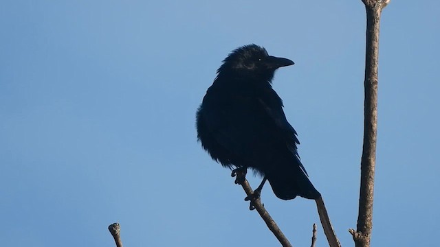 Fish Crow - ML631910000