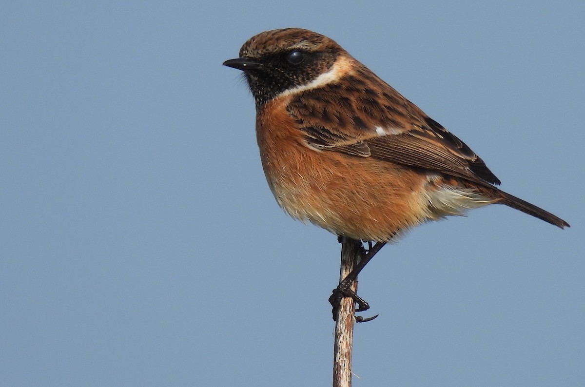 European Stonechat - ML631910018