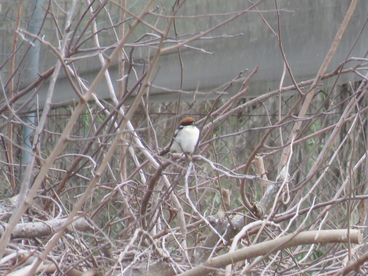Woodchat Shrike (Balearic) - ML631910128