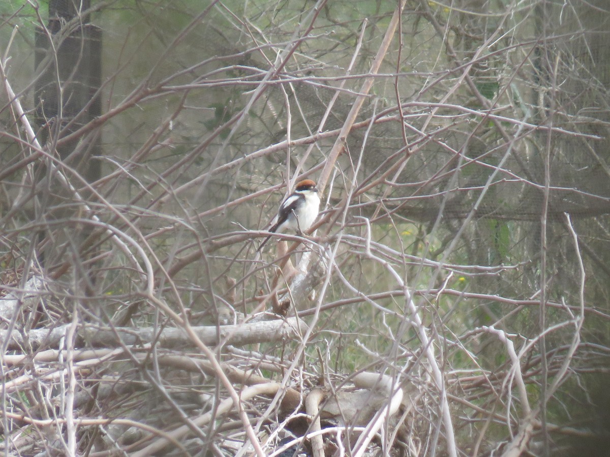 Woodchat Shrike (Balearic) - ML631910129