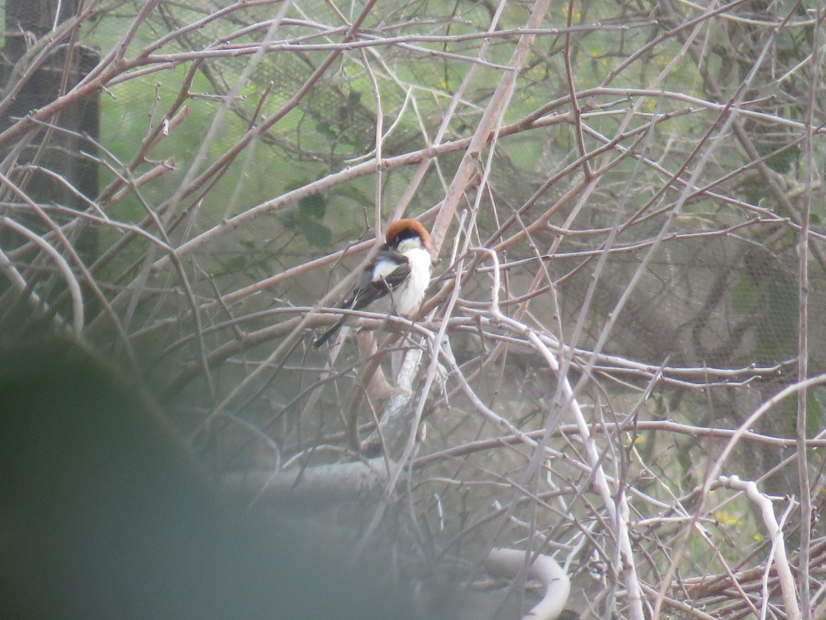 Woodchat Shrike (Balearic) - ML631910130