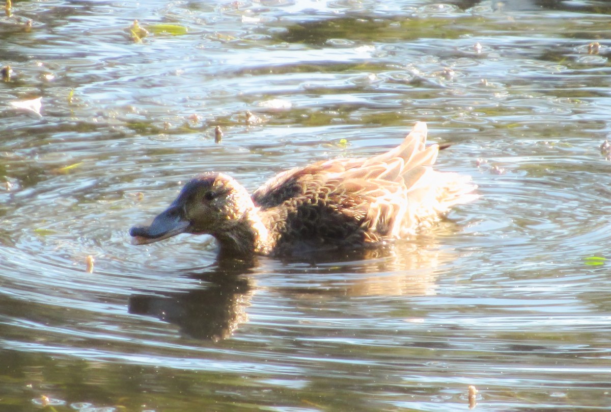 Cinnamon Teal - ML631910176