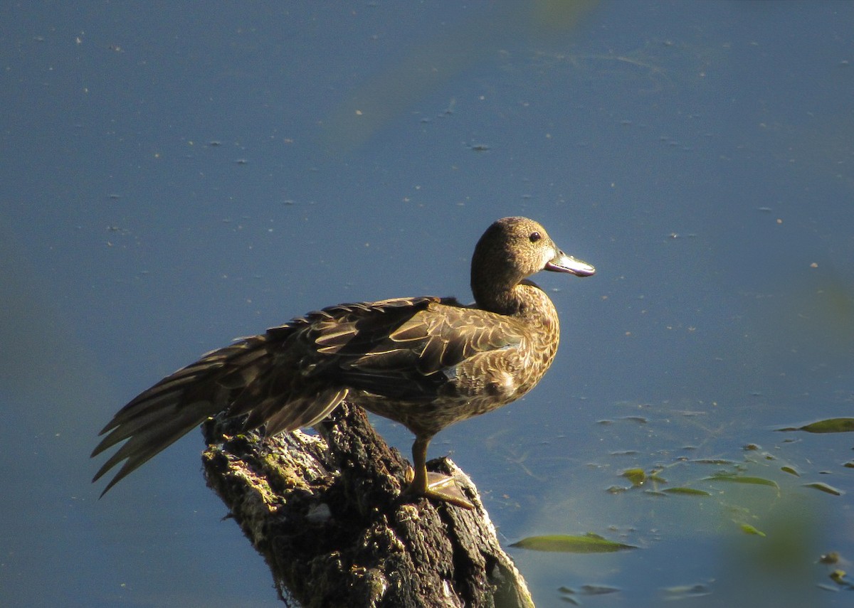 Cinnamon Teal - ML631910177
