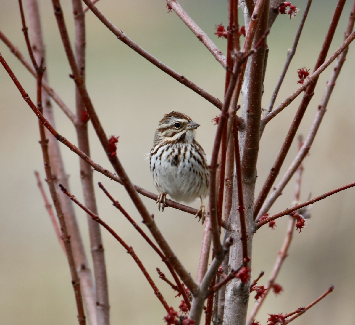 Song Sparrow - ML631910239