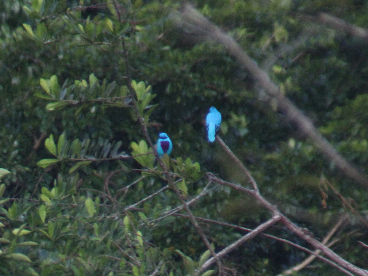 Lovely Cotinga - ML631910451
