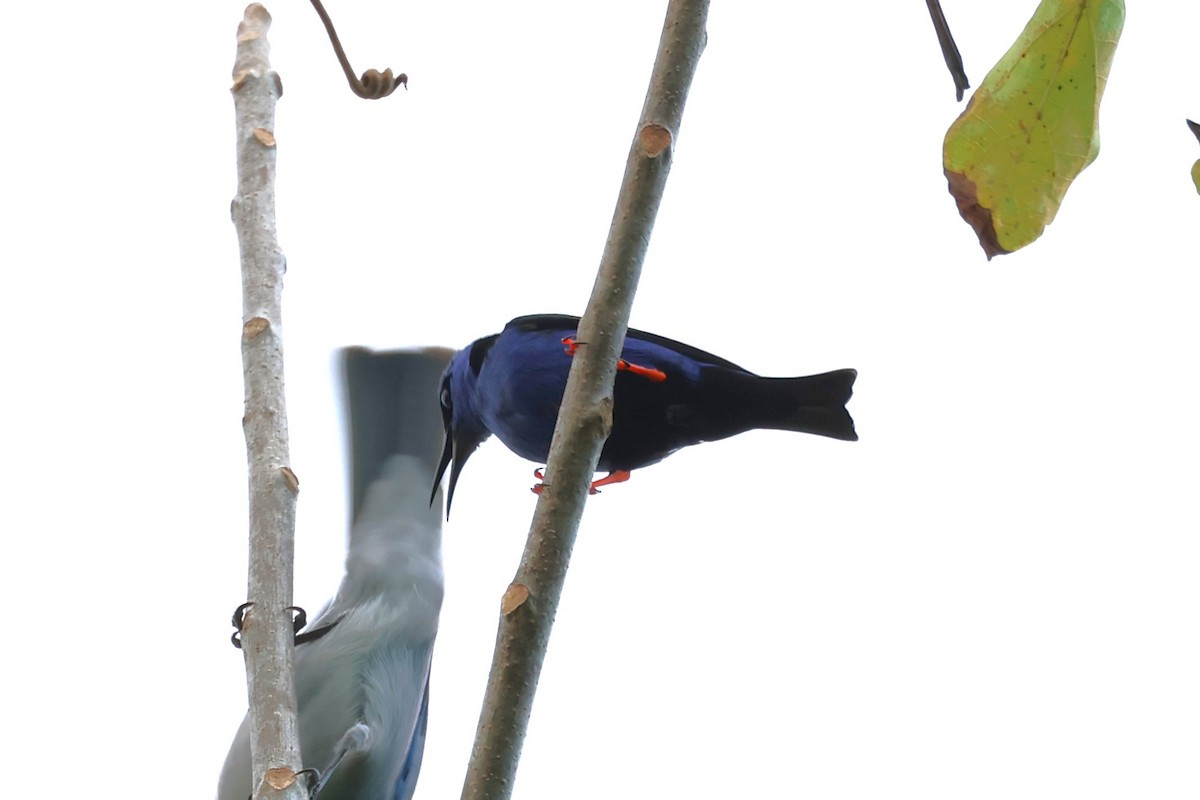 Red-legged Honeycreeper - ML631910501