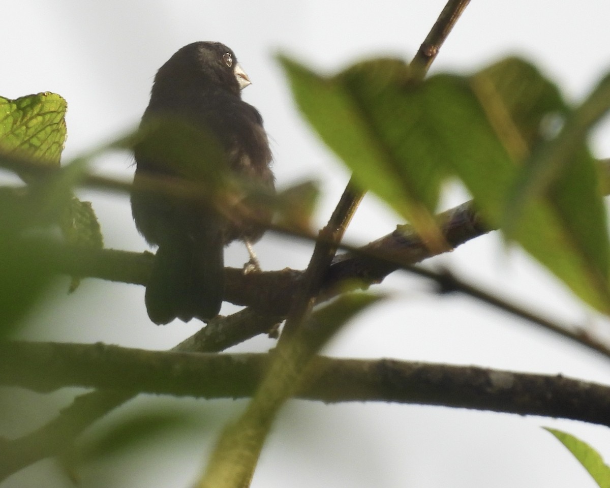 Variable Seedeater - ML631910521