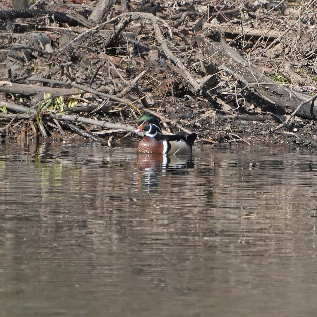 Wood Duck - ML631910560
