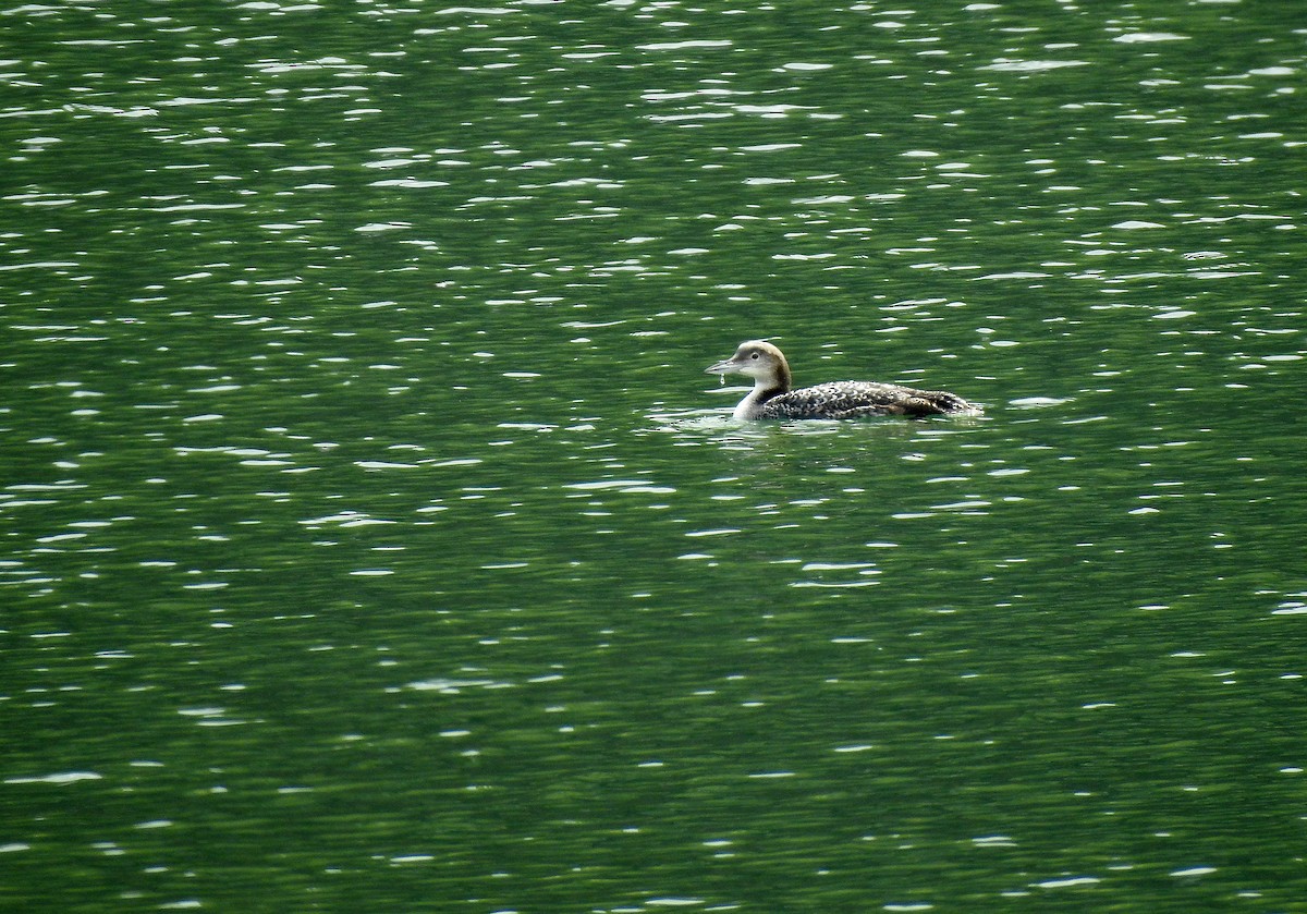 Common Loon - ML631910633