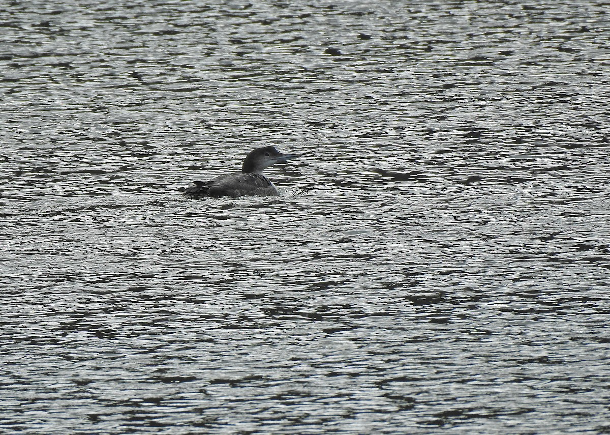 Common Loon - ML631910634