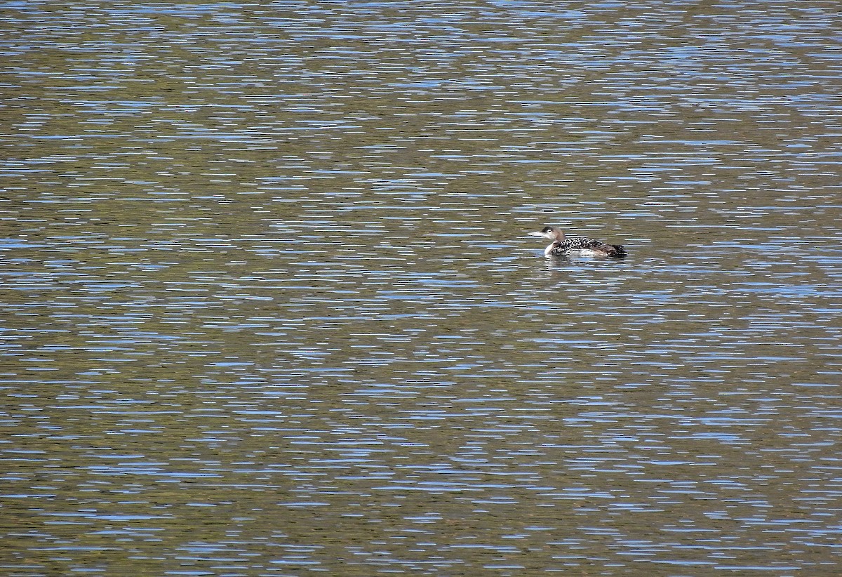 Common Loon - ML631910635