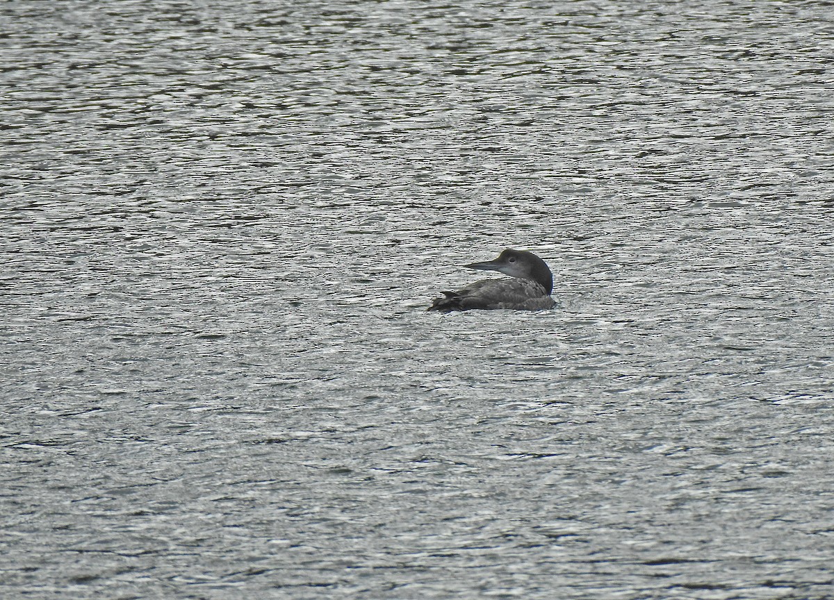 Common Loon - ML631910636