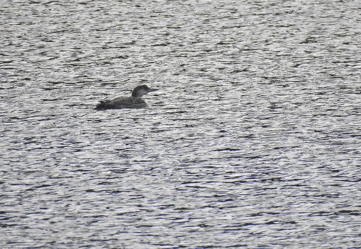 Common Loon - ML631910637