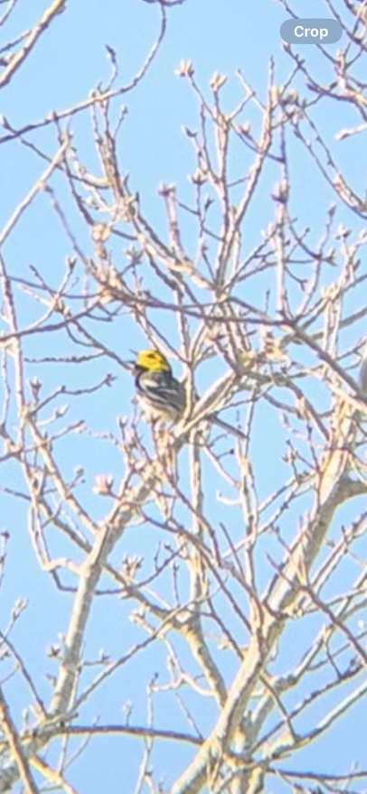 Golden-cheeked Warbler - ML631910743