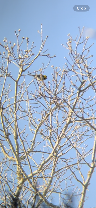 Golden-cheeked Warbler - ML631910744