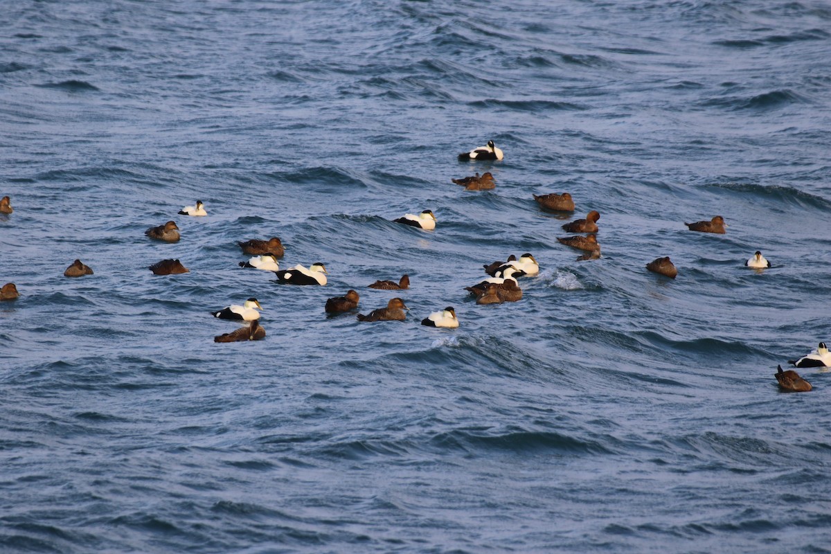 Common Eider - ML631910827