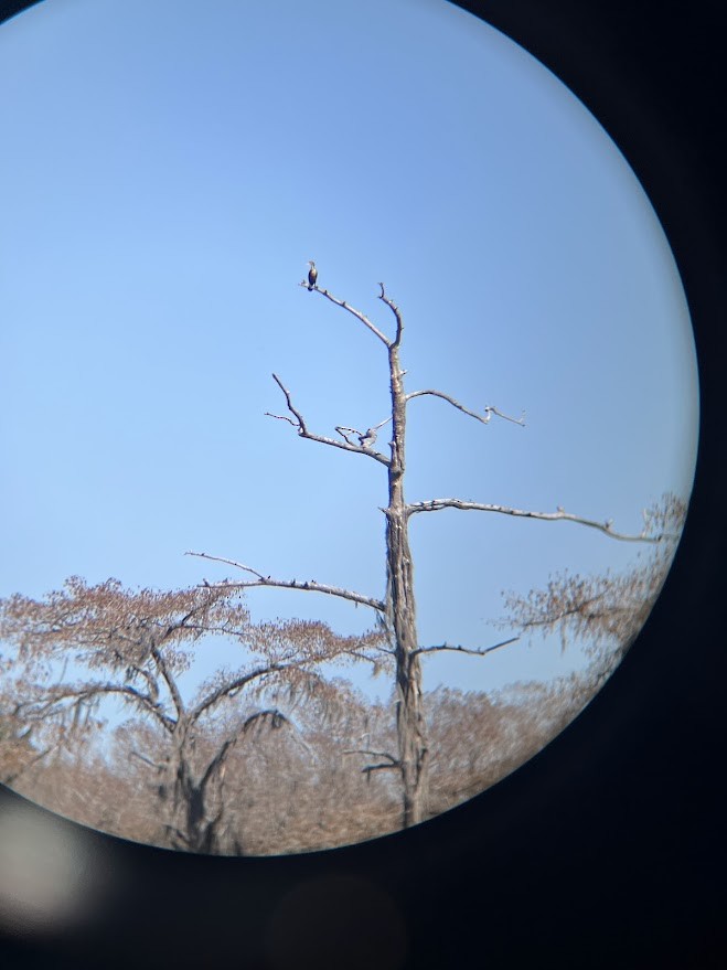Double-crested Cormorant - ML631910954